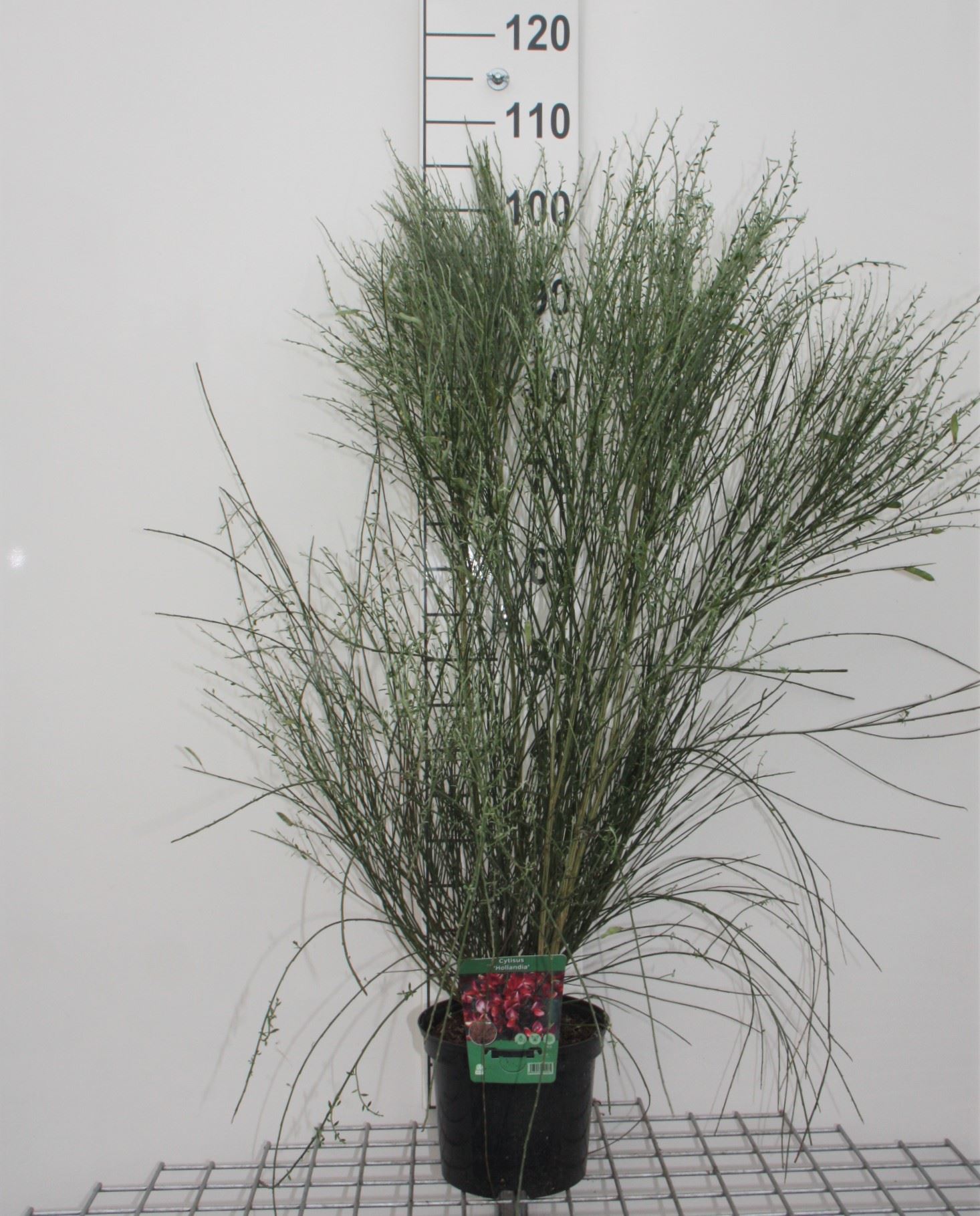 Cytisus 'Hollandia' - pot - 40-60 cm