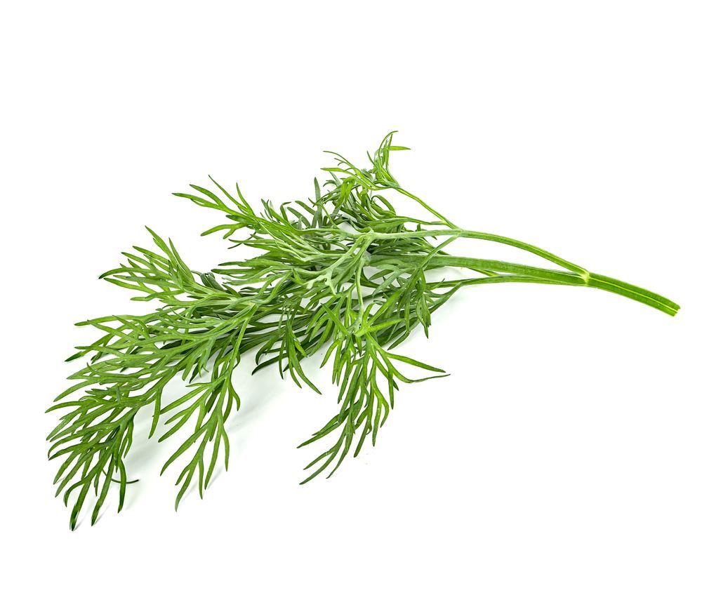 Plantenfiche-Anethum-graveolens-Dille-