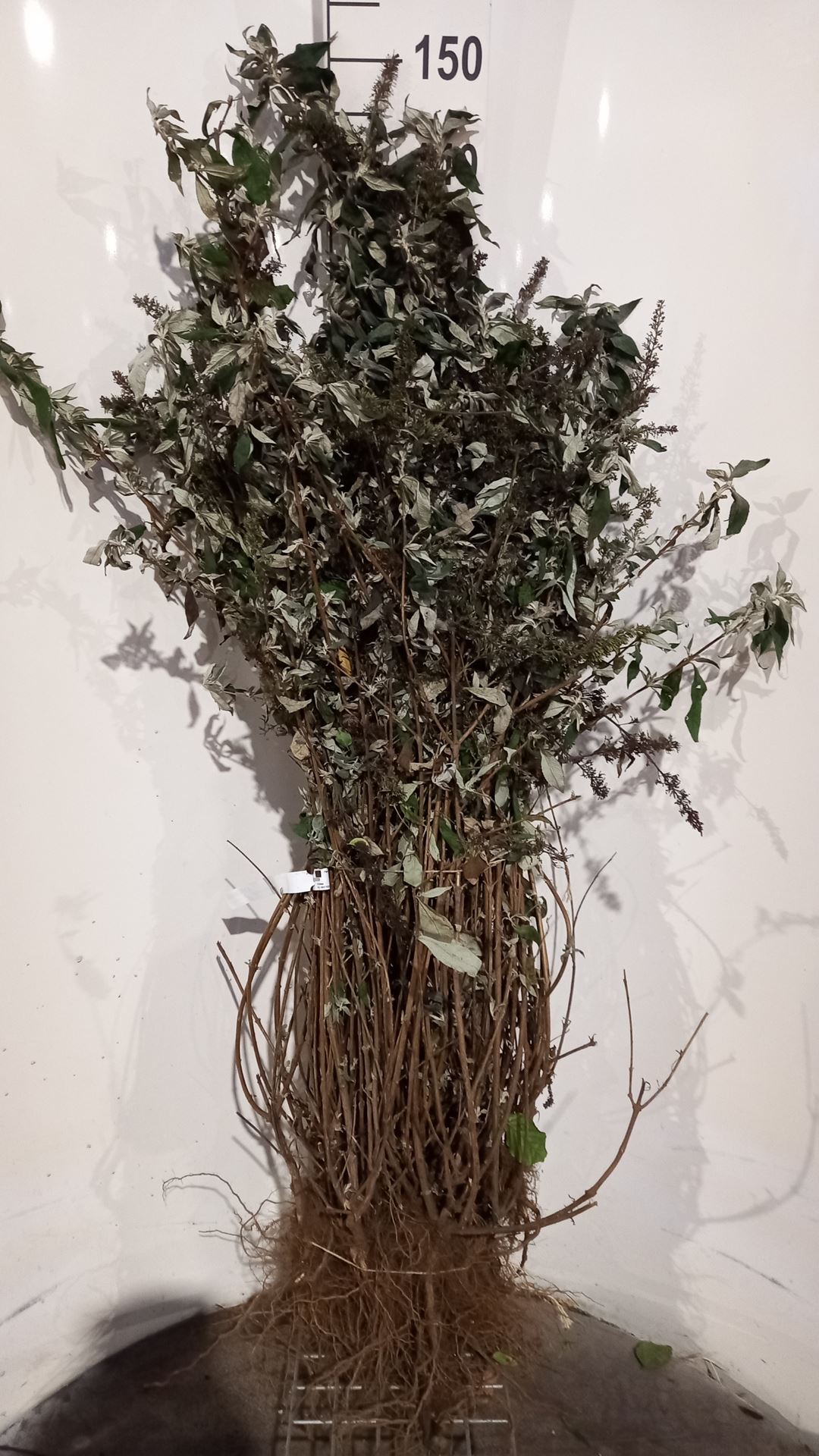 Buddleja davidii 'Pink Delight' - blote wortel - 40-60 cm