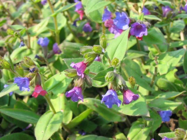 Plantenfiche-Pulmonaria-angustifolia-Azurea-