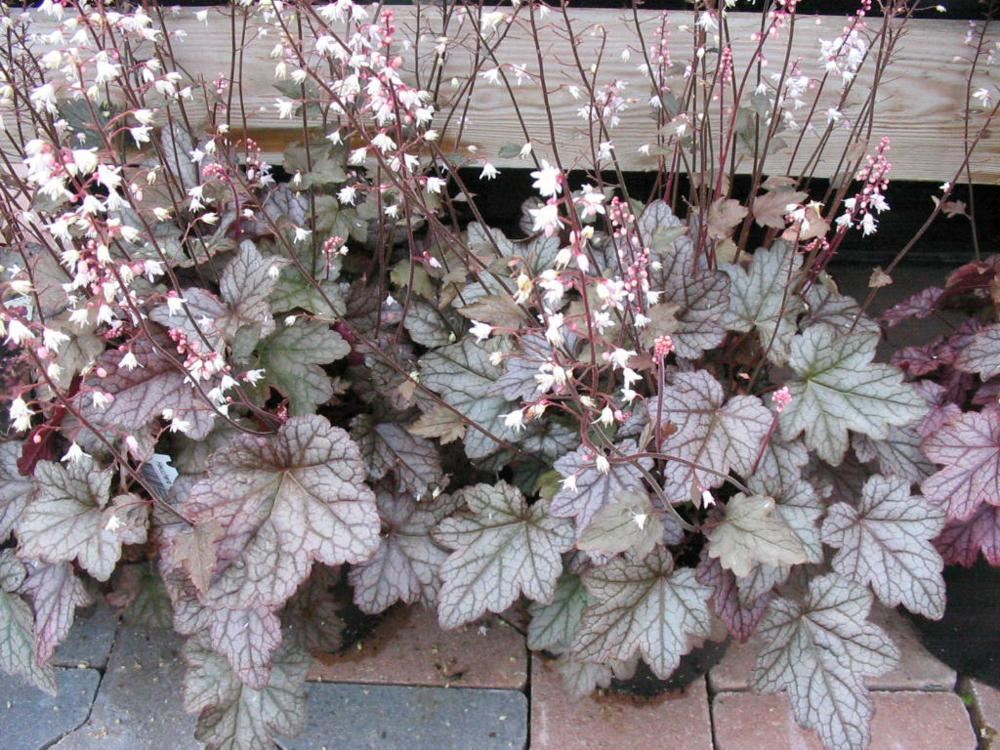 Plantenfiche-xHeucherella-Quicksilver-