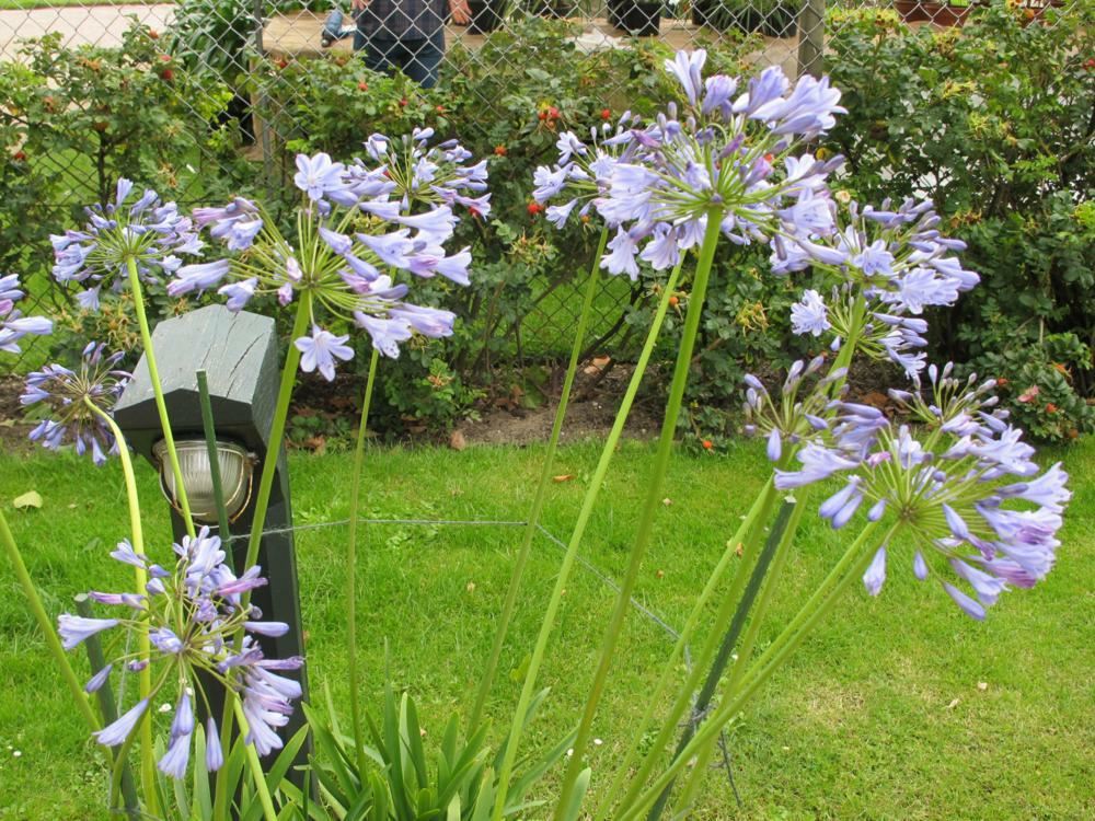 Plantenfiche-Agapanthus-Donau-