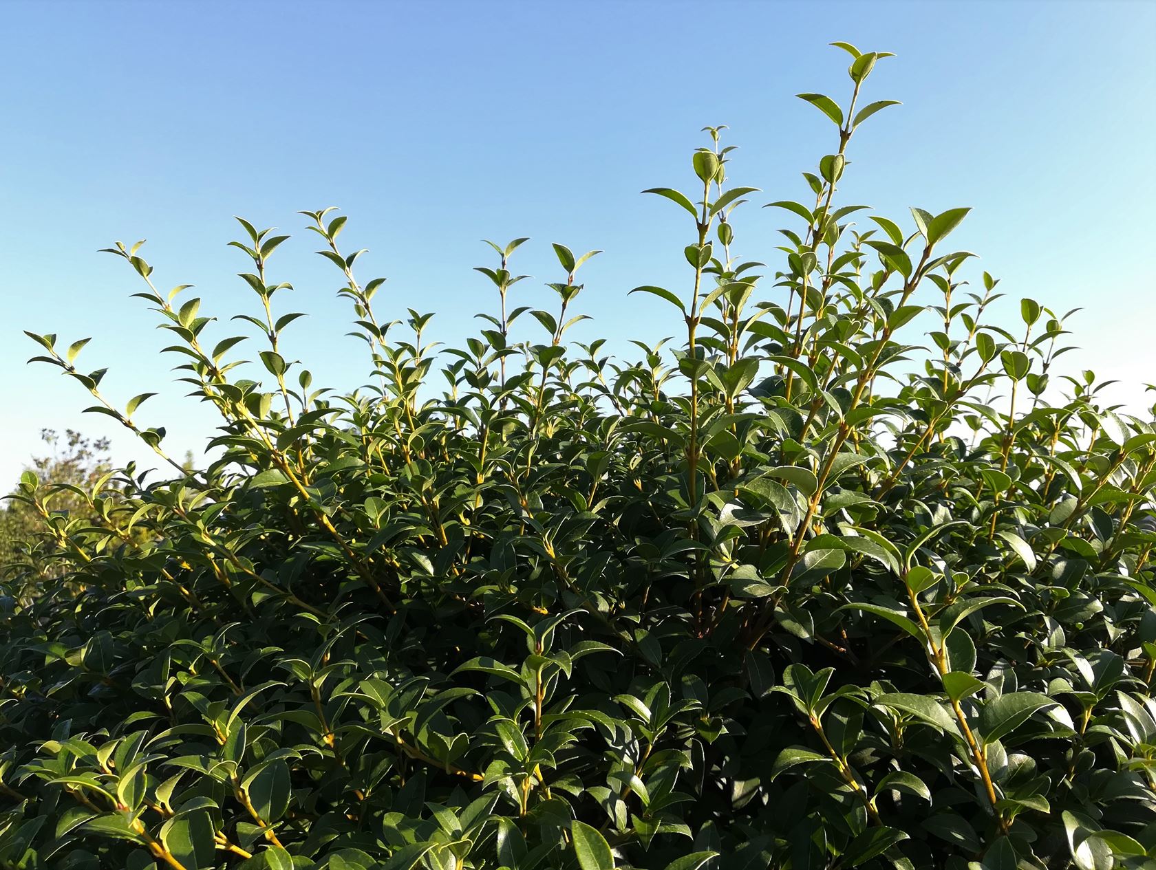 Osmanthus x burkwoodii - motte de terre - 100-120 cm