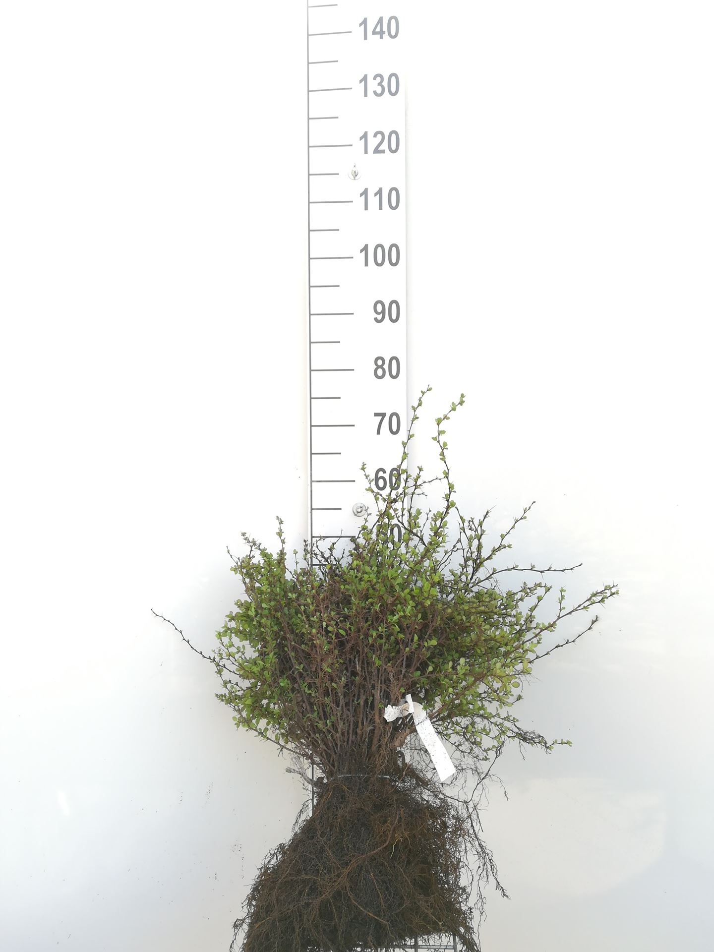 Berberis thunbergii - blote wortel - 30-40 cm