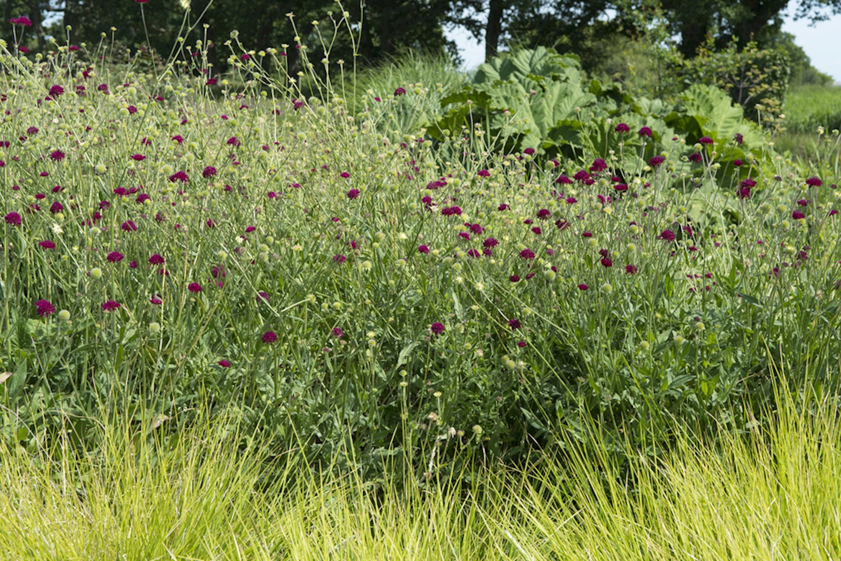 Plantenfiche-Knautia-macedonica