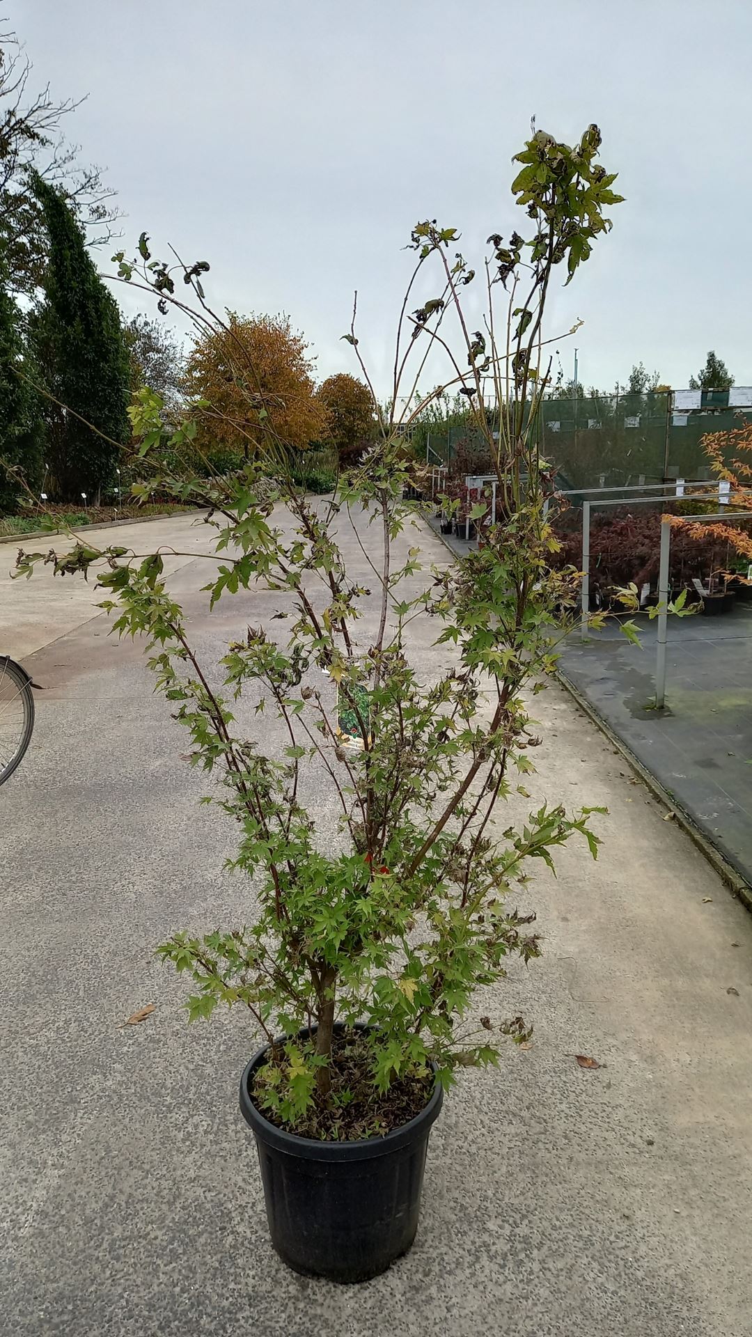 Acer palmatum 'Sangokaku' - pot 30L - 150-175 cm