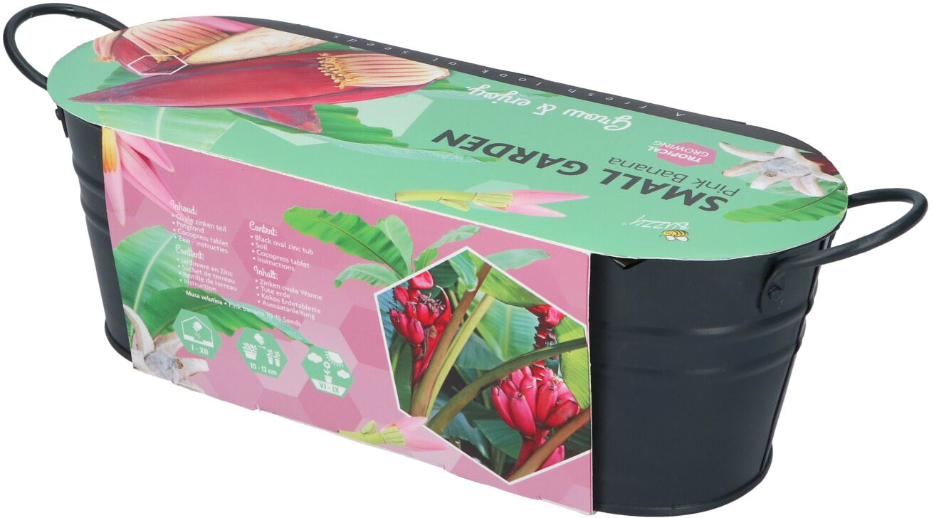 Buzzy-Small-Garden-Pink-Banana-6-
