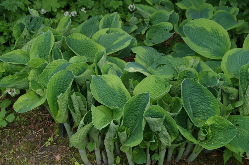 Plantenfiche-Hosta-Frances-Williams-