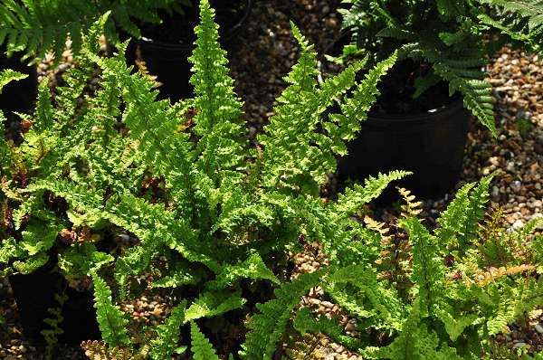 Dryopteris affinis 'Pinderi' - pot 2L