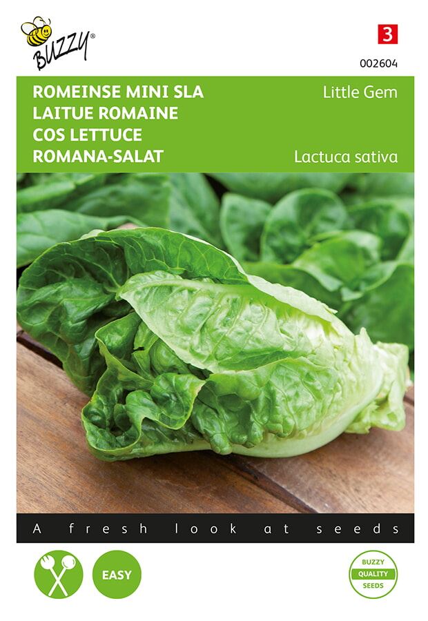 Mini laitue romaine Little Gem