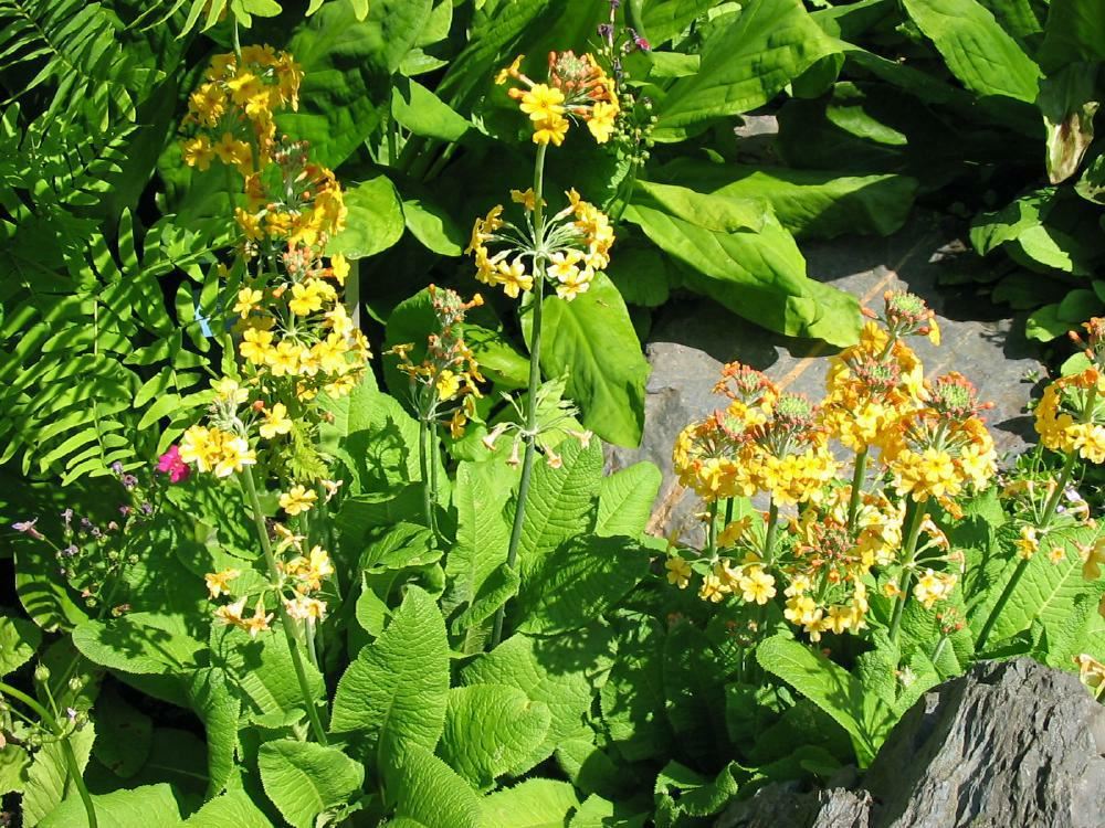 Plantenfiche-Primula-x-bulleesiana