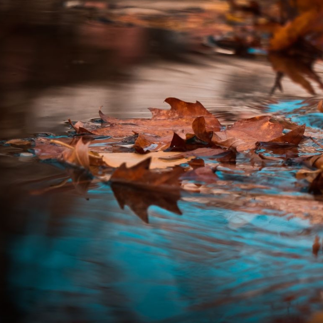 pond leaves