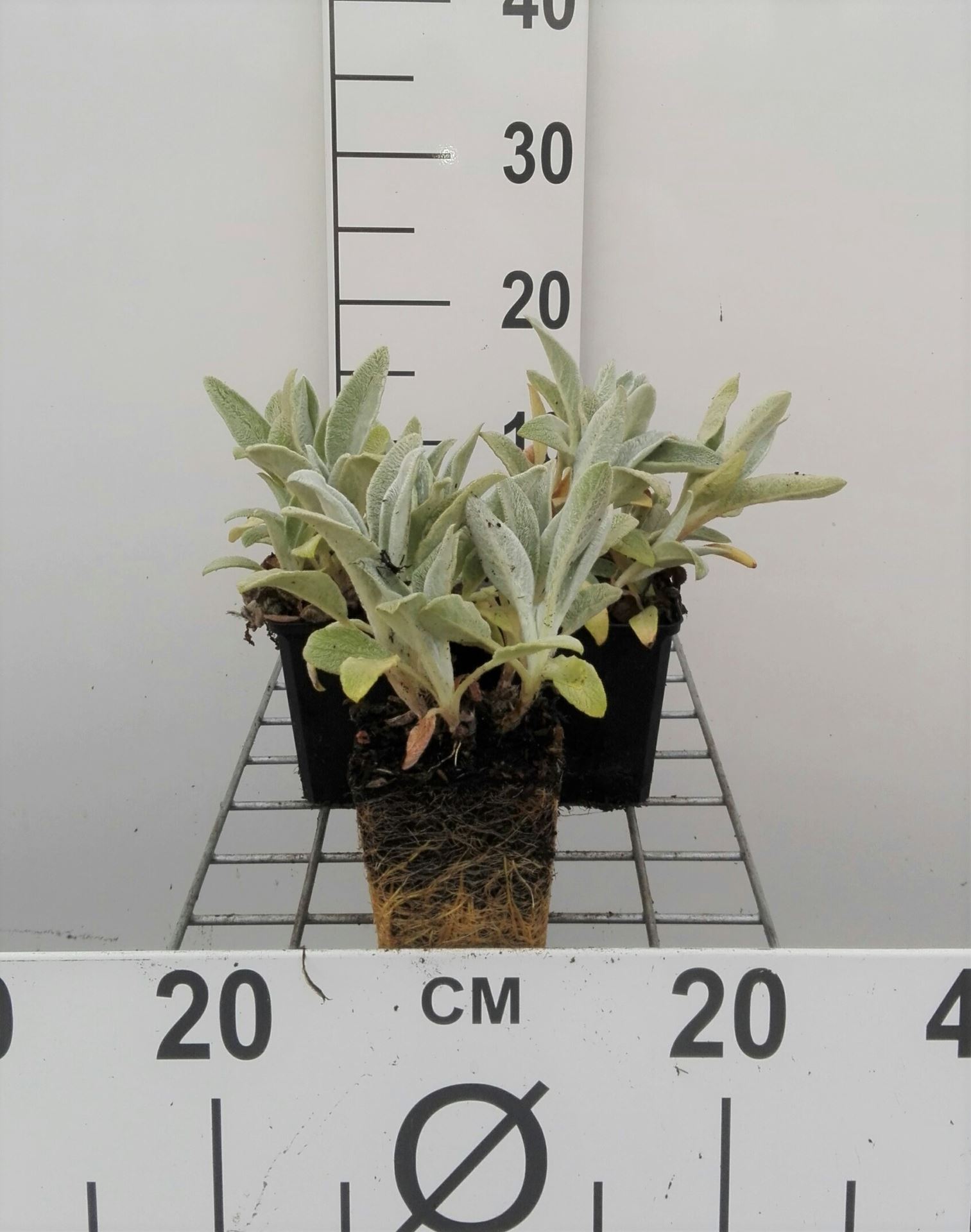 Stachys byzantina 'Silver Carpet' - pot 9x9 cm