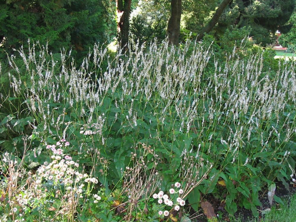 Plantenfiche-Persicaria-amplexicaulis-Alba-