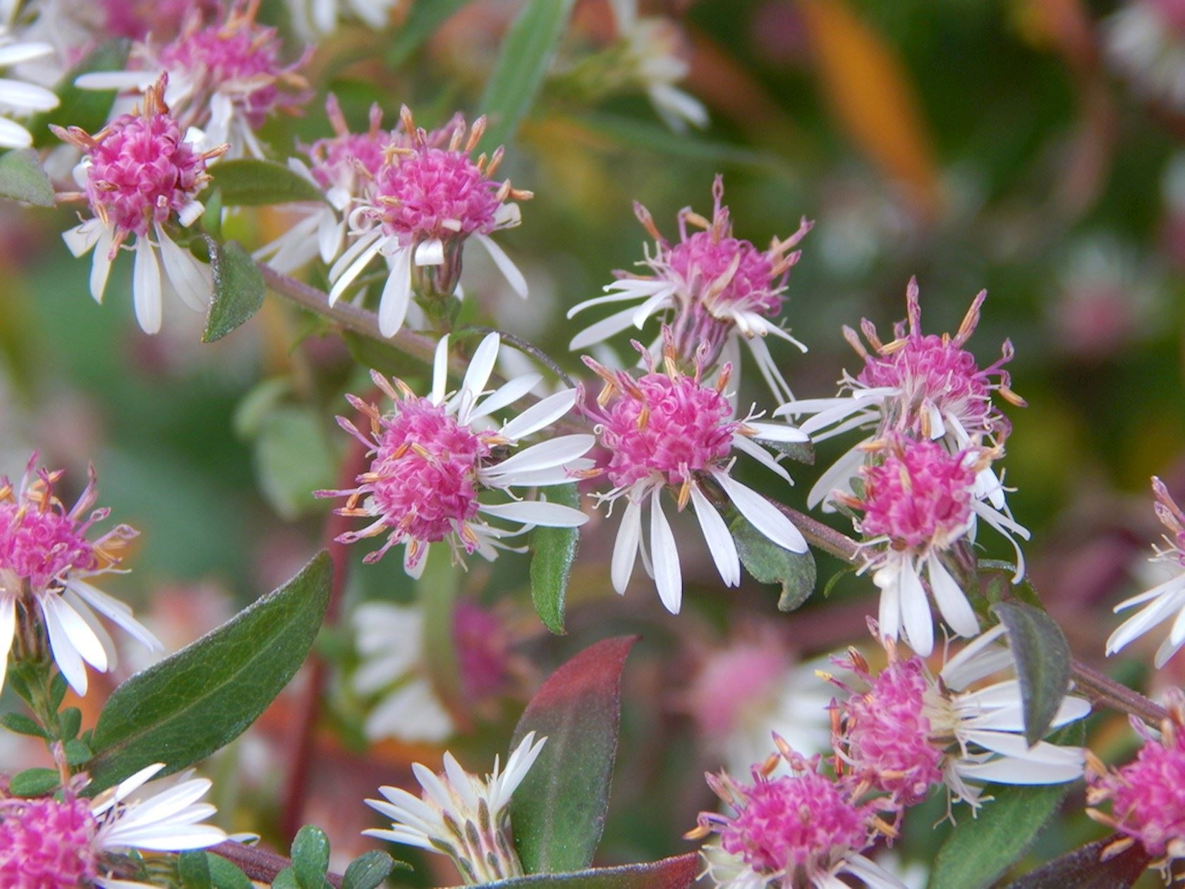 Plantenfiche-Aster-lateriflorus-Lady-in-Black-