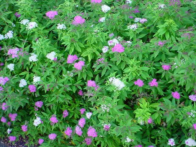 Plantenfiche-Spiraea-japonica-Genpei-