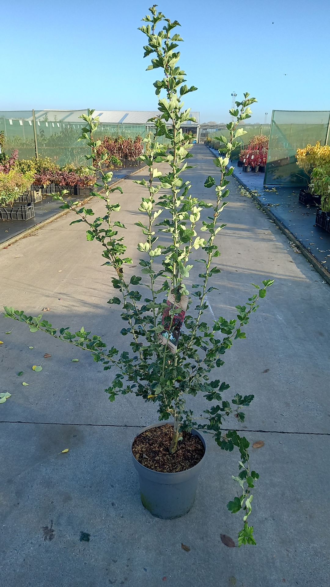 Crataegus x media 'Paul's Scarlet' - pot 12L - 100-125 cm