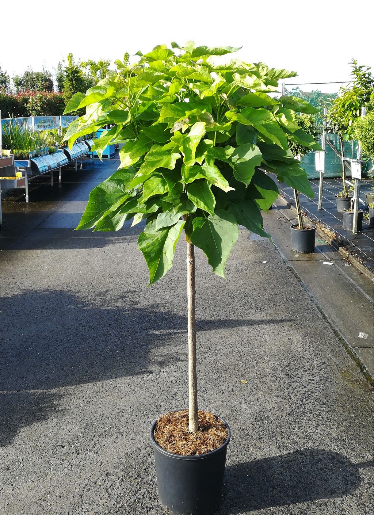 Catalpa bignonioides 'Nana' - pot 18L - semi-stem tree
