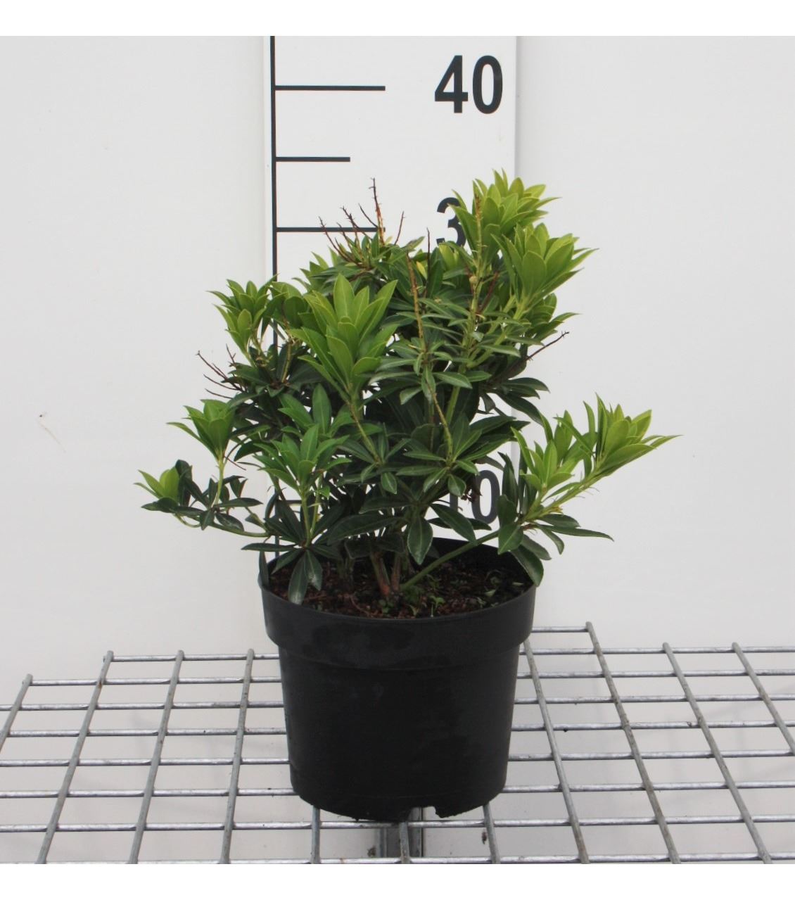 Pieris japonica 'Debutante' - pot 2L - 20-30 cm