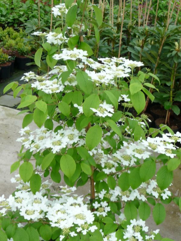 Plantenfiche-Viburnum-plicatum-JWW1-Kilimandjaro-