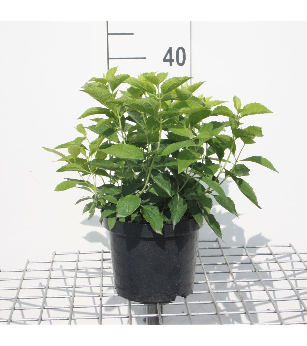 Philadelphus coronarius - pot - 50-60 cm
