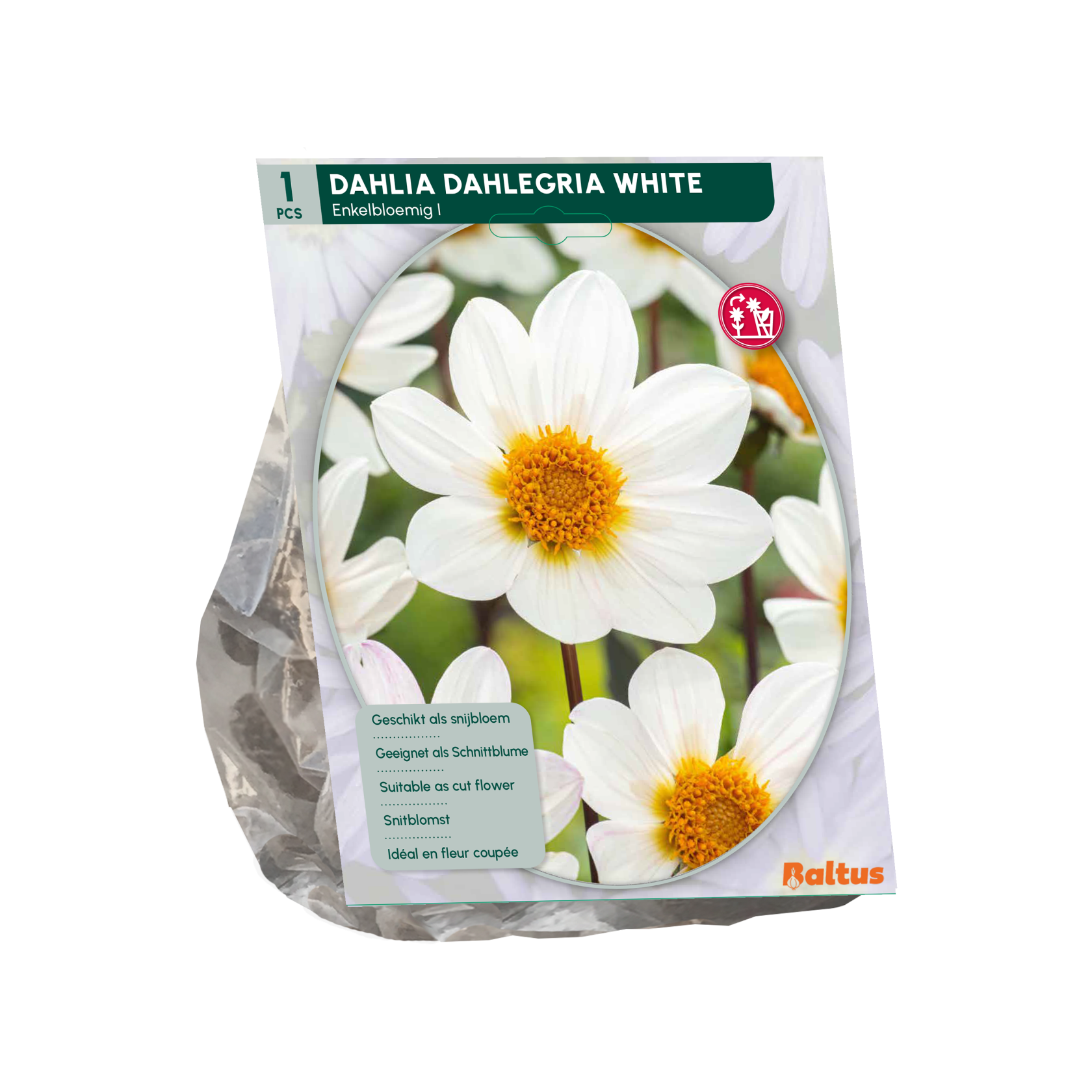 Baltus dahlia 'Dahlegria White' - Najaarsbloeiers - 1 bol (wit)