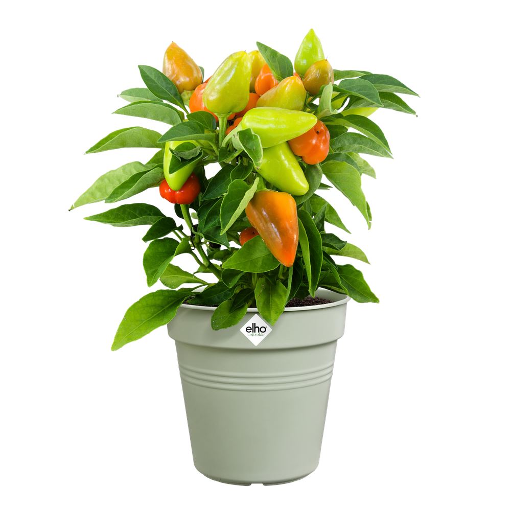 green-basics-kweekpot-21cm-steengroen