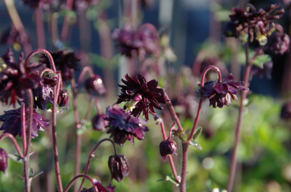 Plantenfiche-Aquilegia-vulgaris-Black-Barlow-