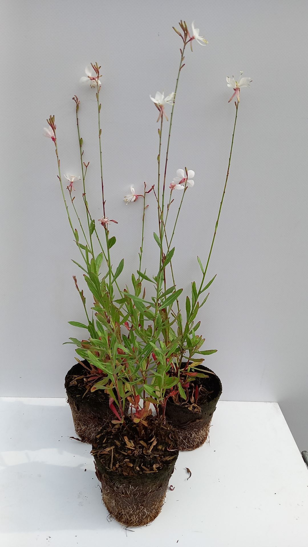 Gaura lindheimeri 'Whirling Butterflies' - Biopot ø8 cm