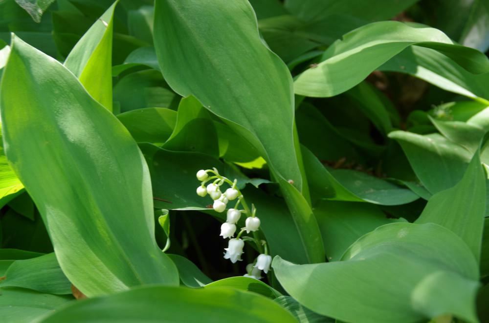Plantenfiche-Convallaria-majalis