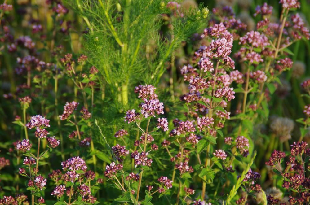 Plantenfiche-Origanum-vulgare-Oregano-