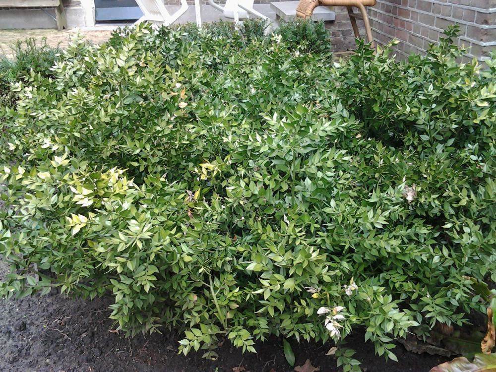 Plantenfiche-Ruscus-aculeatus