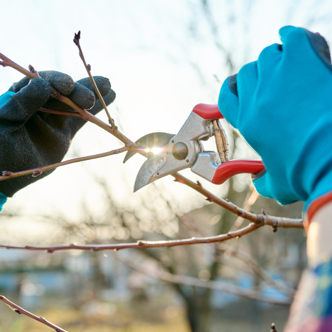 Pruning in spring: do's and don'ts