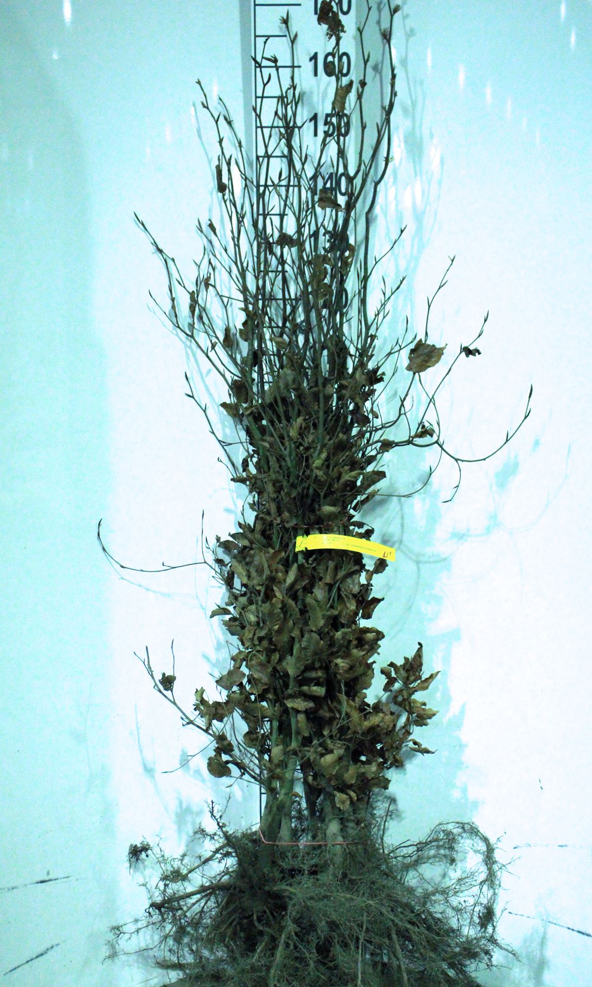 Fagus sylvatica 'Atropunicea' - blote wortel - 125-150 cm