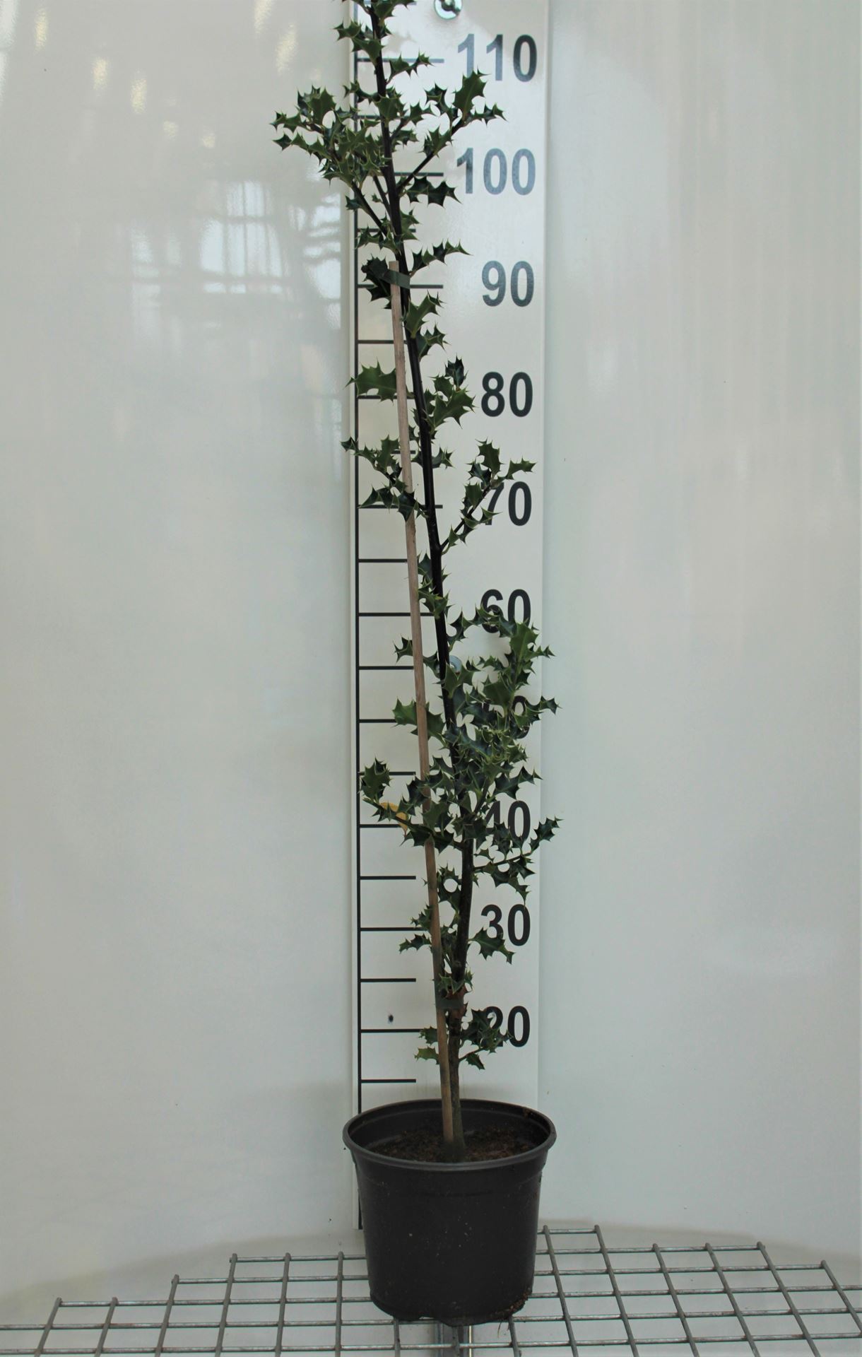 Ilex aquifolium - pot - 60-80 cm