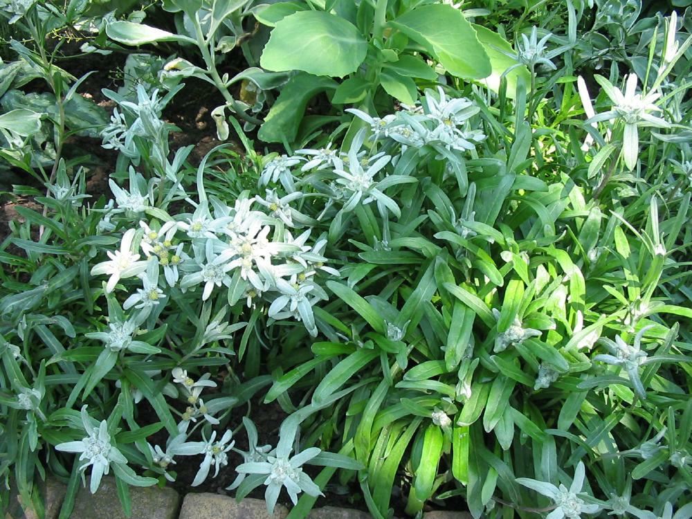 Plantenfiche-Leontopodium-alpinum