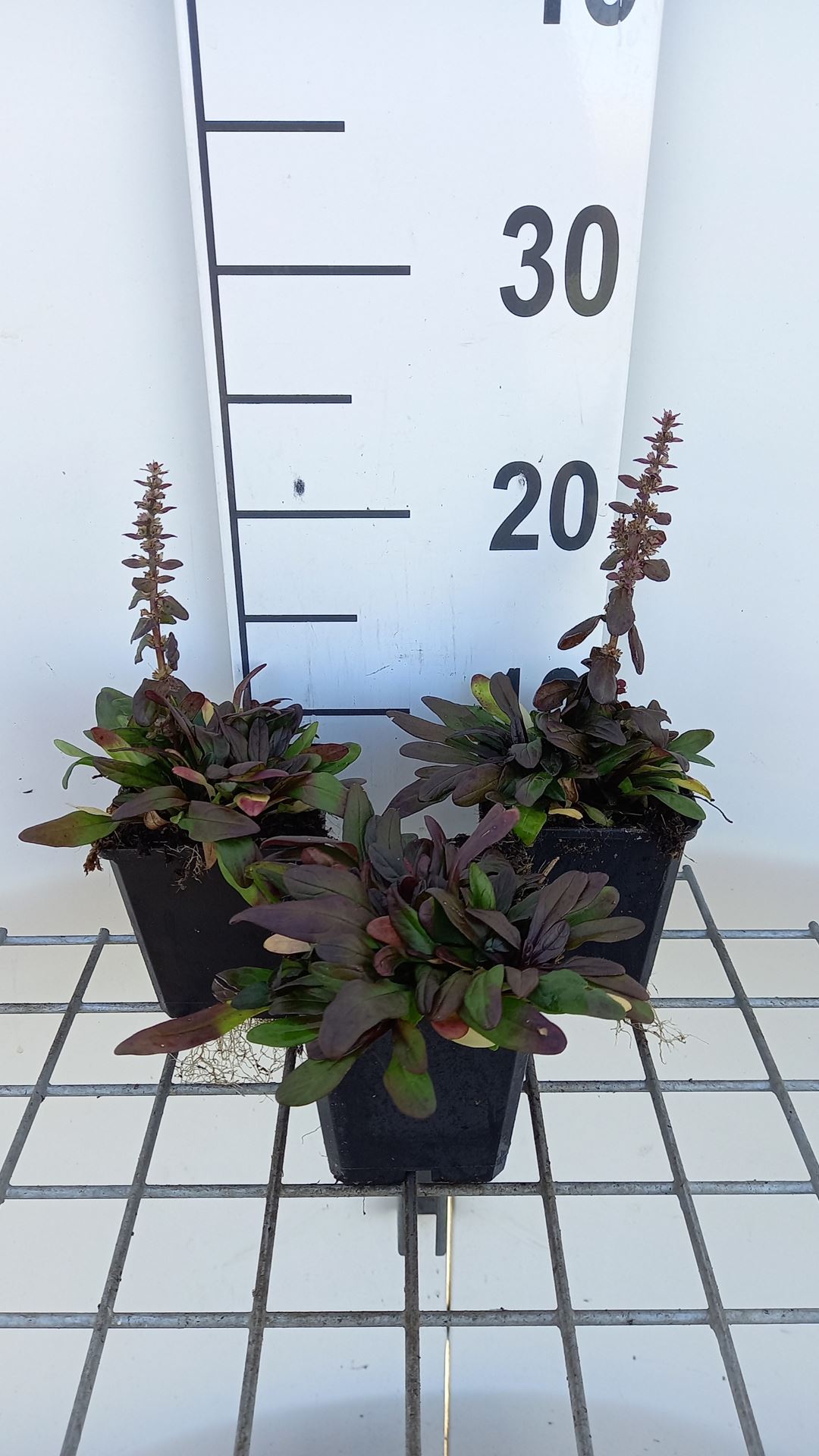Ajuga tenorii 'Valfredda' - pot 9x9 cm