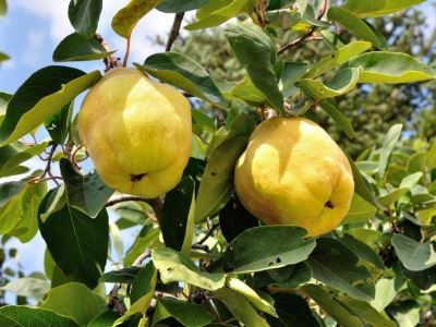 Cydonia oblonga 'Vranja' - pot - bush