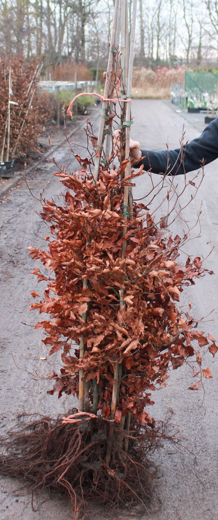 Fagus sylvatica 'Atropunicea' - blote wortel - 125-150 cm - extra kwaliteit