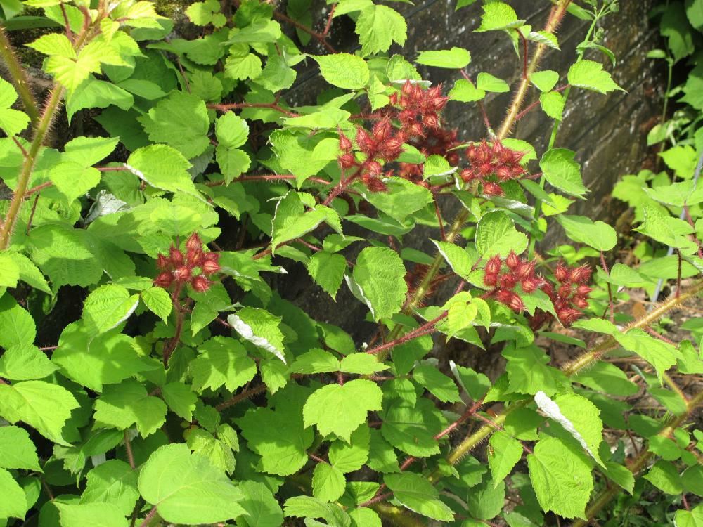 Plantenfiche-Rubus-phoenicolasius