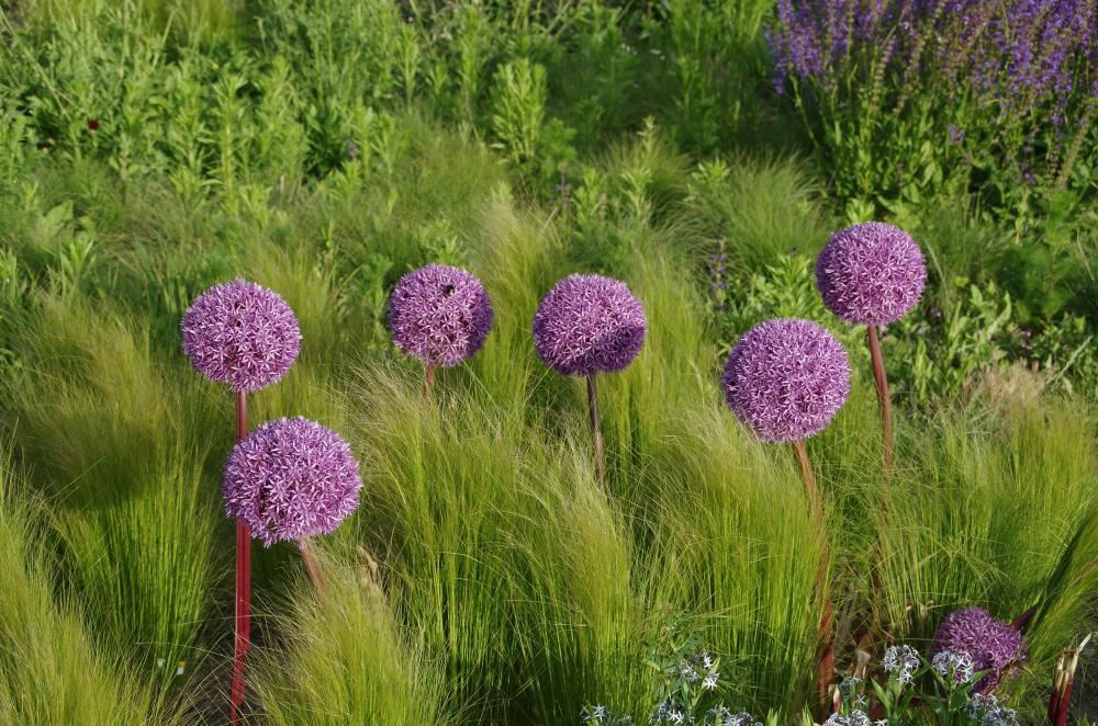 Plantenfiche-Allium-aflatunense-Purple-Sensation-