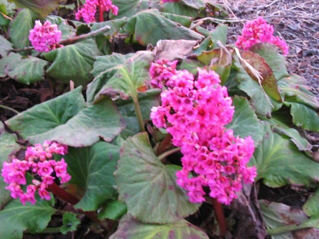 Plantenfiche-Bergenia-Morgenrote-