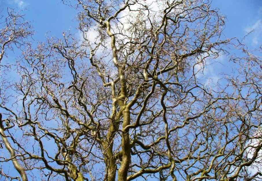 Plantenfiche-Salix-babylonica-Tortuosa-