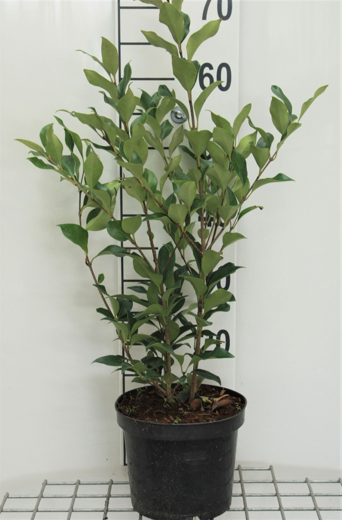 Ligustrum japonicum 'Melgreen' (Green Century) - pot - 40-50 cm