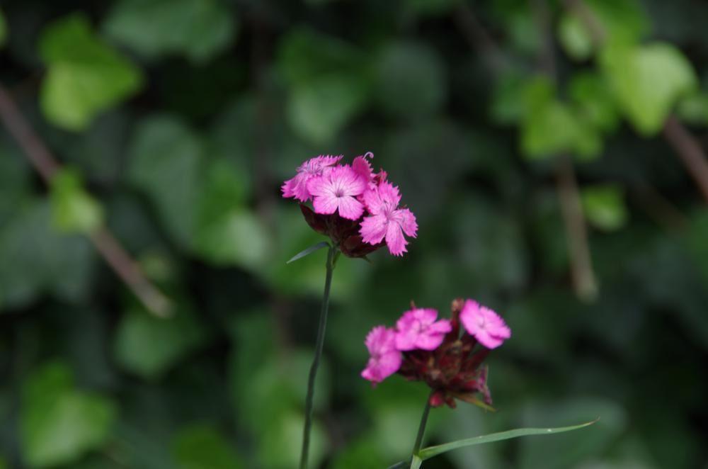 Plantenfiche-Dianthus-carthusianorum