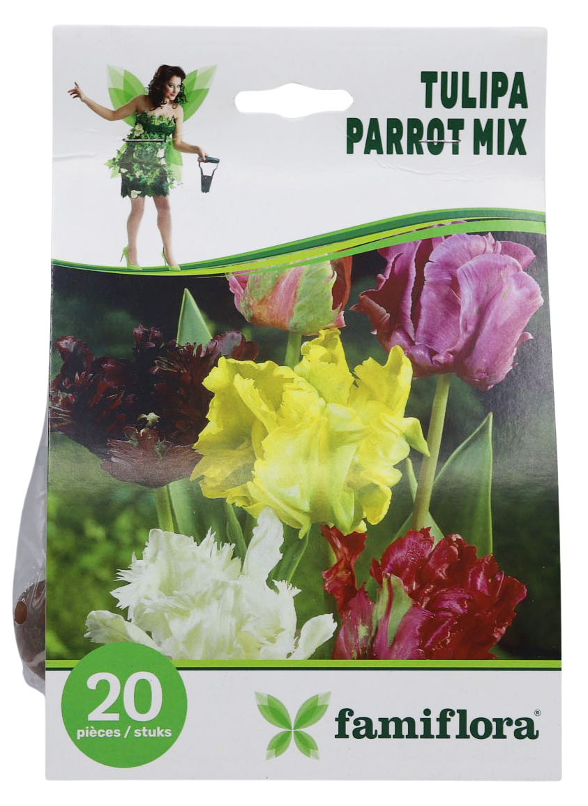 Famiflora Tulipe Parkiet Mix - 20 bloembollen - Grootte 10/11 - Voorjaarsbloeiers