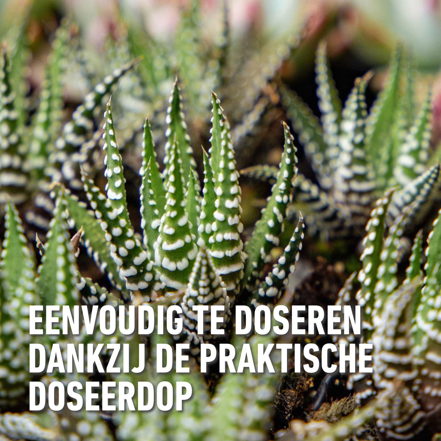 Compo-vloeibare-meststof-cactus-250ml