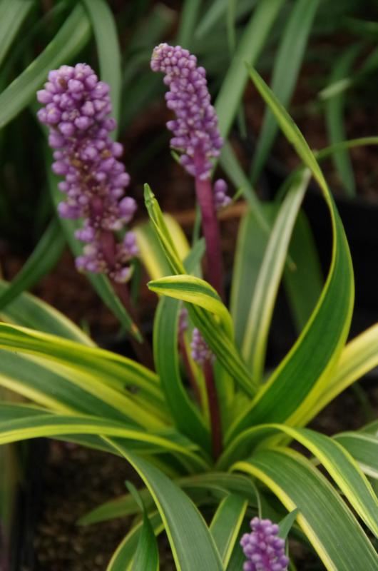 Plantenfiche-Liriope-muscari-Gold-Banded-