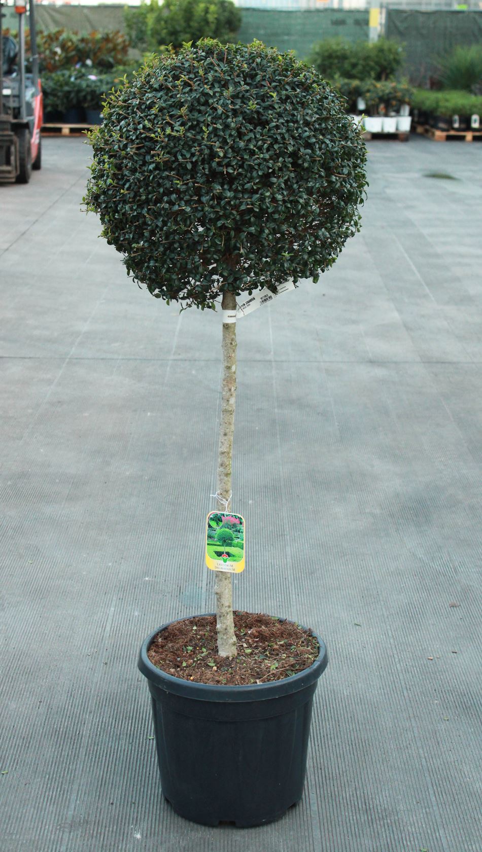 Ligustrum delavayanum - pot 30L - semi-stem tree