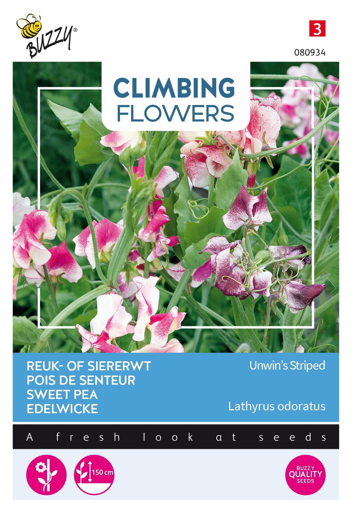 Buzzy-Flowering-Climbers-Lathyrus-Unwin-s-Striped